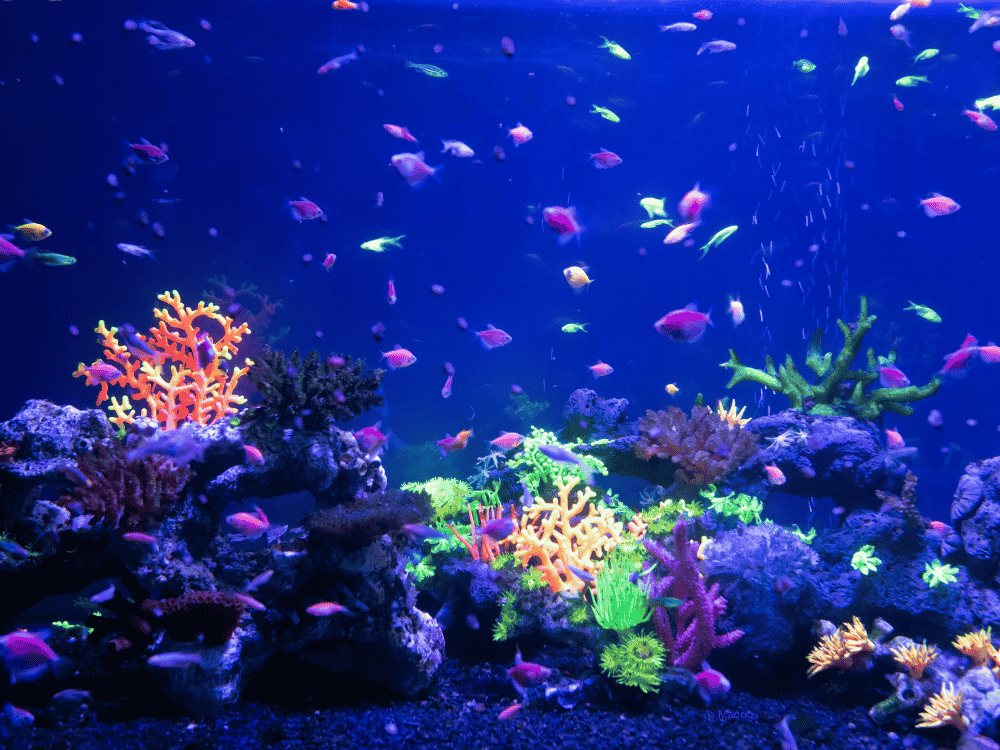 Track Glo Tetra Growth with Pro Tips & Wireless Microphones