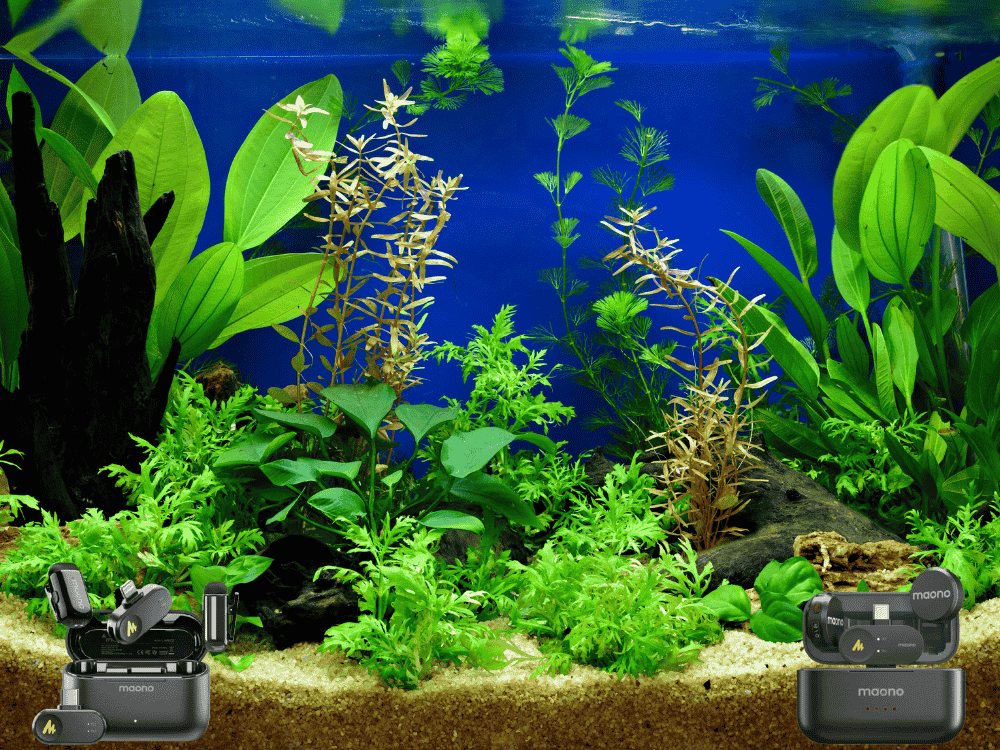 Aquascaping & Fish Care Tips with Vlogs Using Wireless Mics