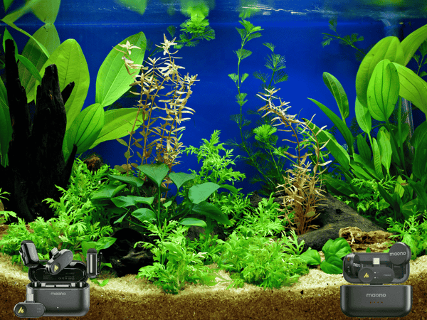 Aquascaping & Fish Care Tips with Vlogs Using Wireless Mics