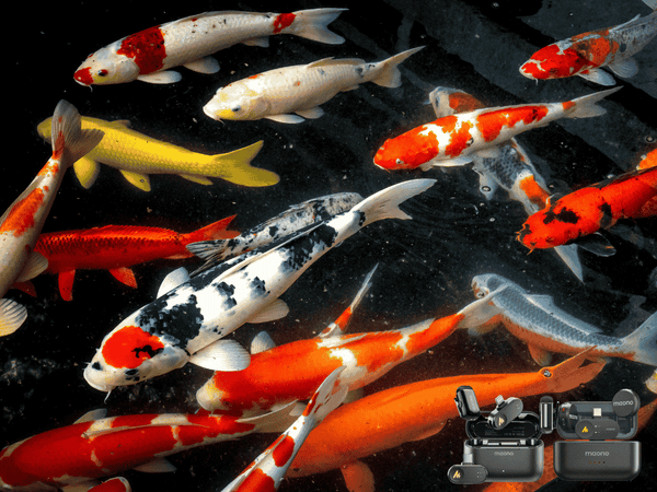 Fish Disease Treatments & Best Wireless Mics for Vlogging